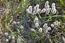 rabbit’s foot clover