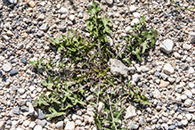 red-seeded dandelion