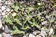 red-seeded dandelion