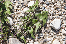 red-seeded dandelion