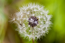 red-seeded dandelion