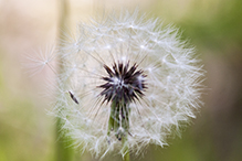 red-seeded dandelion