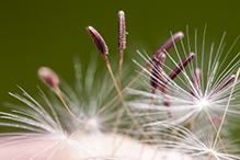 red-seeded dandelion