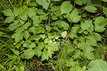 red baneberry