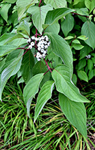 red osier dogwood