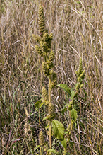 redroot amaranth