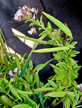 redwhisker clammyweed