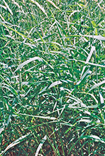reed canary grass