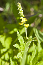 roadside agrimony