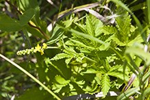 roadside agrimony