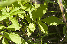 roadside agrimony