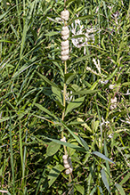 rope dodder