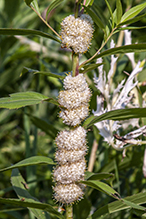 rope dodder