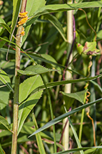 rope dodder