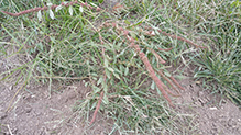 rough-fruit amaranth