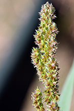 rough barnyard grass (var. microstachya)