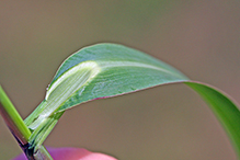 rough barnyard grass (var. microstachya)