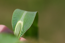 rough barnyard grass (var. microstachya)