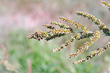 rough barnyard grass (var. microstachya)