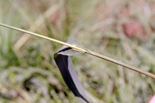 rough barnyard grass (var. microstachya)