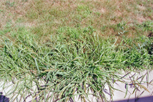 rough barnyard grass (var. microstachya)