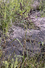 rough barnyard grass (var. microstachya)