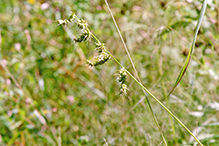 rough barnyard grass  (var. muricata)