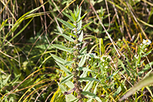 rough bugleweed