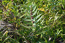 rough bugleweed