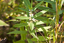 rough bugleweed