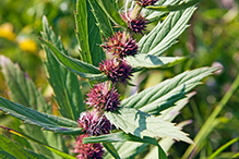 rough bugleweed