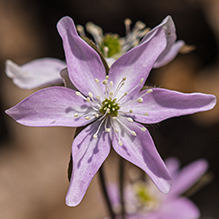 round-lobed hepatica