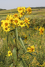 sawtooth sunflower