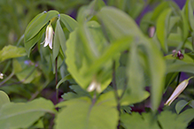 sessile-leaf bellwort
