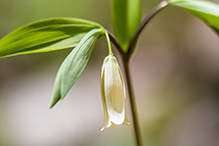 sessile-leaf bellwort
