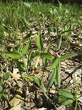 sessile-leaf bellwort