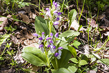 showy orchis