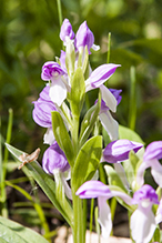 showy orchis