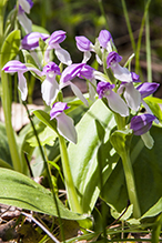 showy orchis