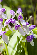 showy orchis