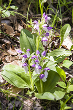 showy orchis