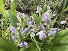 showy orchis