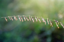 sideoats grama