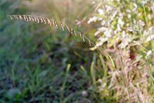 sideoats grama