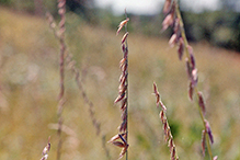 sideoats grama