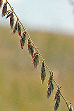 sideoats grama