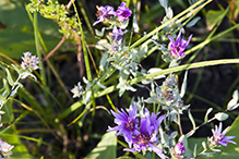 silky aster