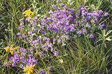 silky aster