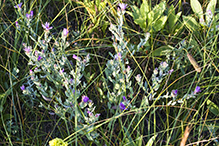 silky aster