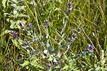 silky aster